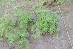 Pogonatherum paniceum